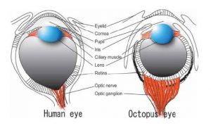 Octopus and Human eyes